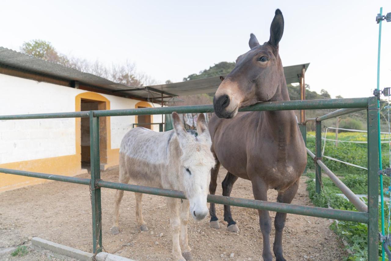 Alojamiento Rural Junto A Via Verde Olvera Kültér fotó